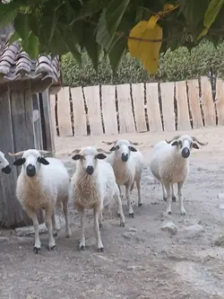 mouton edit
