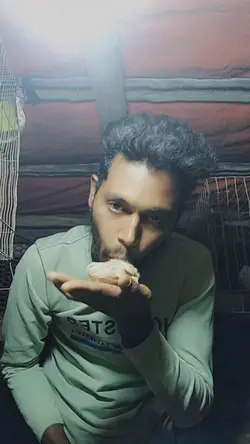 pigeon handfite