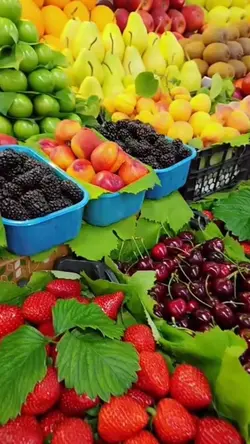 Fruits template 