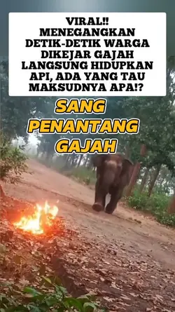 GAJAH MENGAMUK
