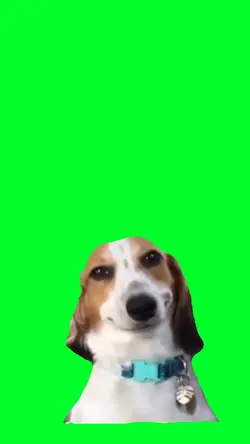Dog Smiling