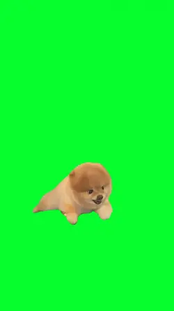 little dog barking