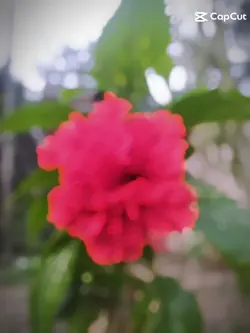 জবা ফুল