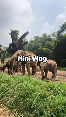 Mini Vlog healing