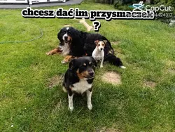 pieski