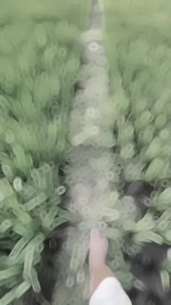 Slowmo/Sunset