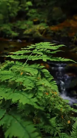 5 video aesthetic hd