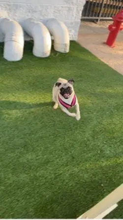 Puppy fun 
