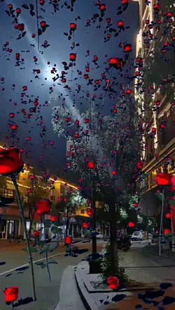 Roses everywhere