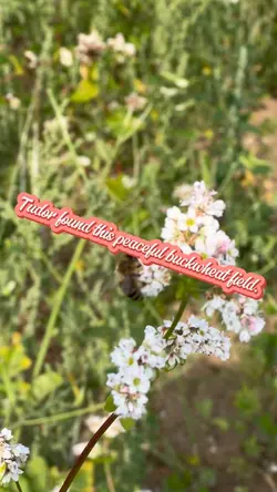 Tudor’s Bees