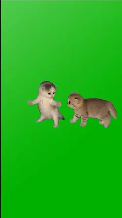 FUNNY DANCING CAT