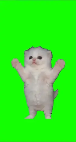 Kittiii