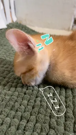 ฝันถึงใครแสดงว่า..💤