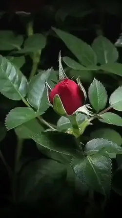 the roses 