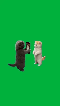 Cat dancing 