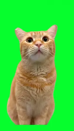 talking cat funny