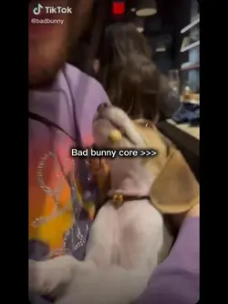 Bad bunny core😂