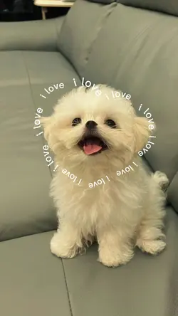 I love Dog