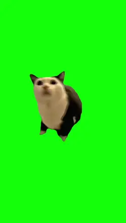 aw aw aw aw cat