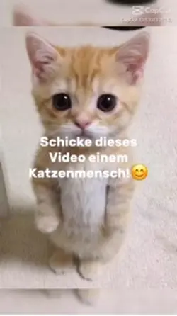Katzennn