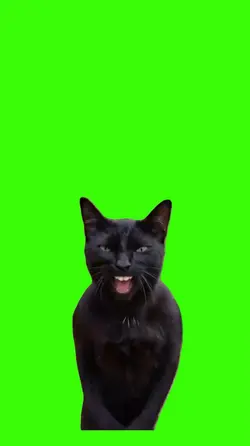 Cat/Gato.