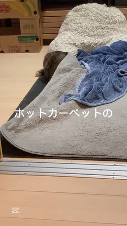 猫動画