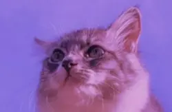 ฅ⁠^⁠•⁠ﻌ⁠•⁠^⁠ฅ