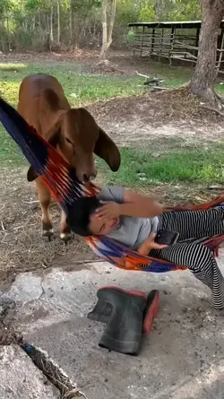 Dicium sapi Lucu 