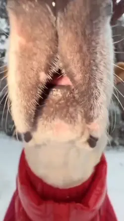 funny dog meme 