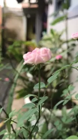 Transisi video