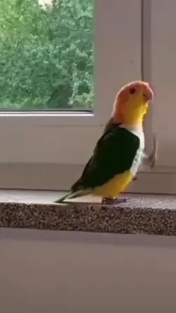 Army Bird