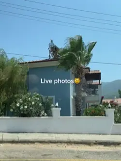 Live photo