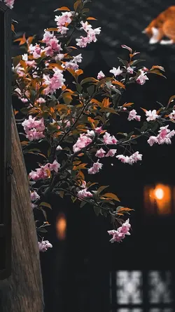 new slowmotion trend