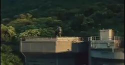 Dino rarws