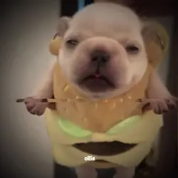 PIBBLE EDIT 