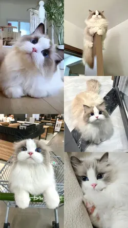Pet Photogrid