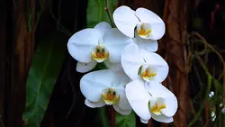 Eco di Primavera