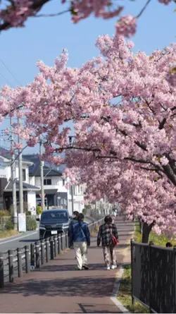 Spring in Japan 2026