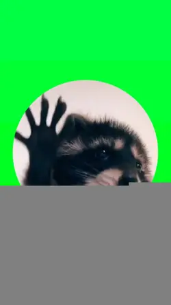 Dancing Raccoon 