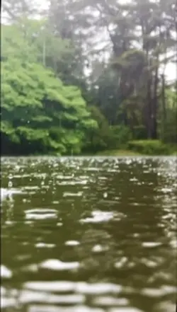 雨の景色も美しい🥀