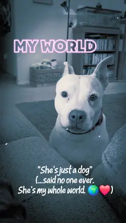 Pittbull Life