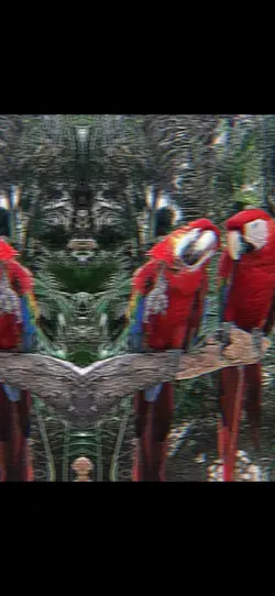 approved pet