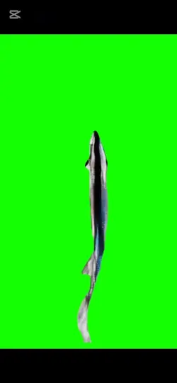 SPINNING FISH