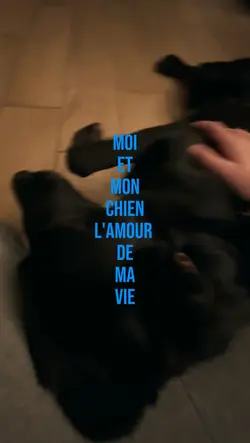 Mon chienn