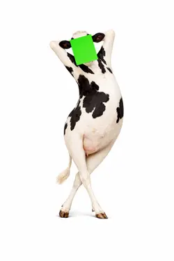 Face Swap Cow Pose