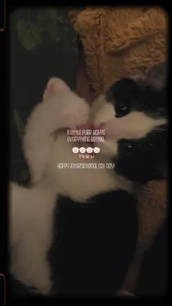 International Cat Da