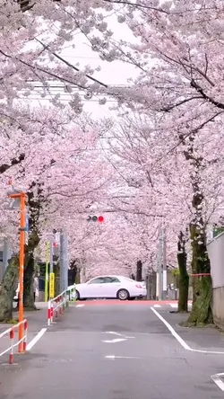 sakura blossom