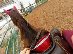 Mission: Beat horses