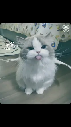 TERA PYAAR YEH.