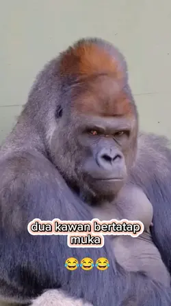 DUA KAWAN